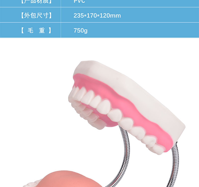 牙齿模型 校园口腔健康教育的重要教学工具
